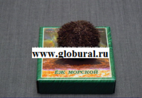 Сухой препарат "Еж морской" - «globural.ru» - Донецк
