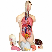 Торс человека разборный (42 см.) - «globural.ru» - Донецк