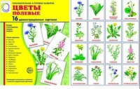Демонстрационные карточки "Цветы полевые" - «globural.ru» - Донецк