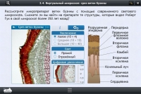Интерактивные курсы. Биология 5 класс. Базовый  - «globural.ru» - Донецк