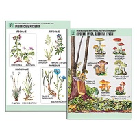 Комплект таблиц для начальной школы "Окружающий мир. Грибы. Растительный мир" - «globural.ru» - Донецк