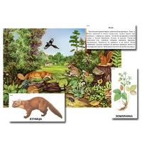 Магнитный плакат-аппликация "Лес: биоразнообразие и взаимосвязи в сообществе" - «globural.ru» - Донецк