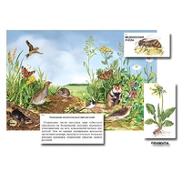 Магнитный плакат-аппликация "Луг: биоразнообразие и взаимосвязи в сообществе" - «globural.ru» - Донецк