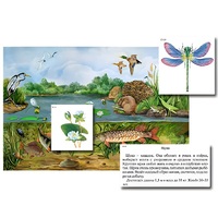Магнитный плакат-аппликация "Водоем: биоразнообразие и взаимосвязи в сообществе" - «globural.ru» - Донецк
