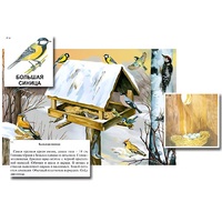 Магнитный плакат-аппликация "Биоразнообразие и экологические группы. Птицы зимой" - «globural.ru» - Донецк