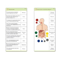 Комплект карточек (10) "Обучающий калейдоскоп. Человек" - «globural.ru» - Донецк