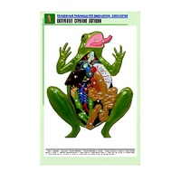 Рельефная таблица "Внутреннее строение лягушки" (формат А1, матовое ламинир.) - «globural.ru» - Донецк