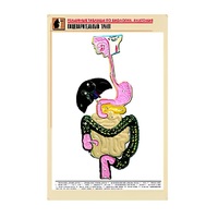 Рельефная таблица "Пищеварительный тракт" (формат А1, матовое ламинир.) - «globural.ru» - Донецк