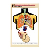 Рельефная таблица "Строение легких" (формат А1, матовое ламинир.) - «globural.ru» - Донецк