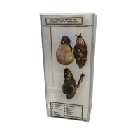 Влажный препарат Внутреннее строение брюхоногого моллюска - «globural.ru» - Донецк