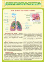 Стенд "Дыхательная система" - «globural.ru» - Донецк