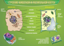Стенд "Строение животной и растительной клеток" - «globural.ru» - Донецк