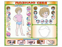 Стенд маркерный "Познаю себя" (тело, голова, органы чувств) - «globural.ru» - Донецк