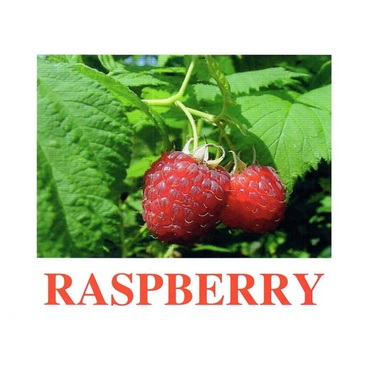"Berries-1" ("Ягоды-1") английские карточки Домана - «globural.ru» - Донецк