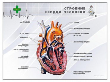 Стенд "Строение сердца человека" - «globural.ru» - Донецк