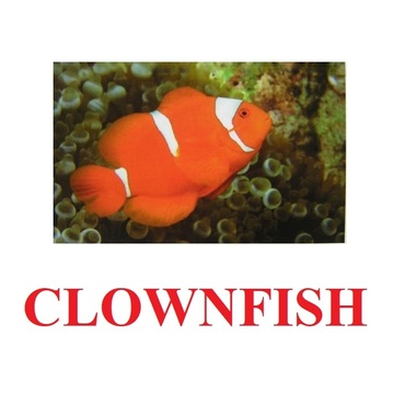"Fish" ("Рыбы") английские карточки Домана - «globural.ru» - Донецк